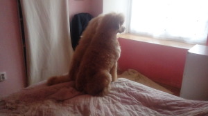 Charlie a Maja
