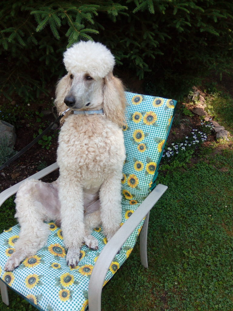Goldie’s Garden Greeting