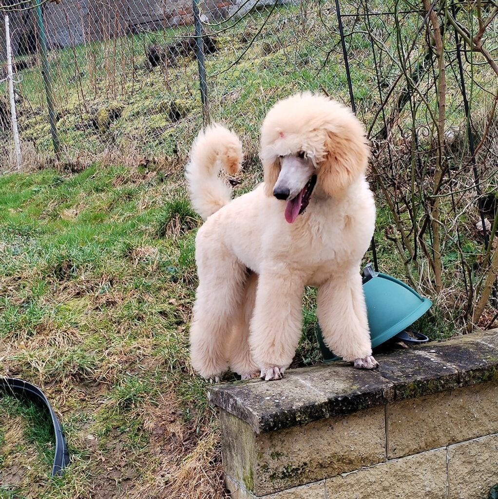 Fiona