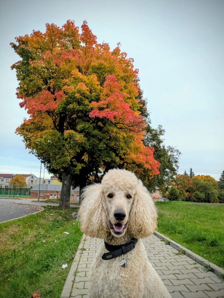 Autumn 2025Autumn 2025Autumn 2025Autumn 2925Autumn 2925Autumn 2925Autumn 2925Autumn 2925Autumn 2925Autumn 2925